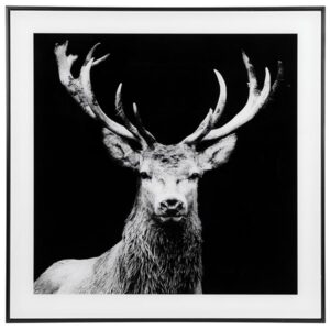 black and white Stag Picture with black Frame