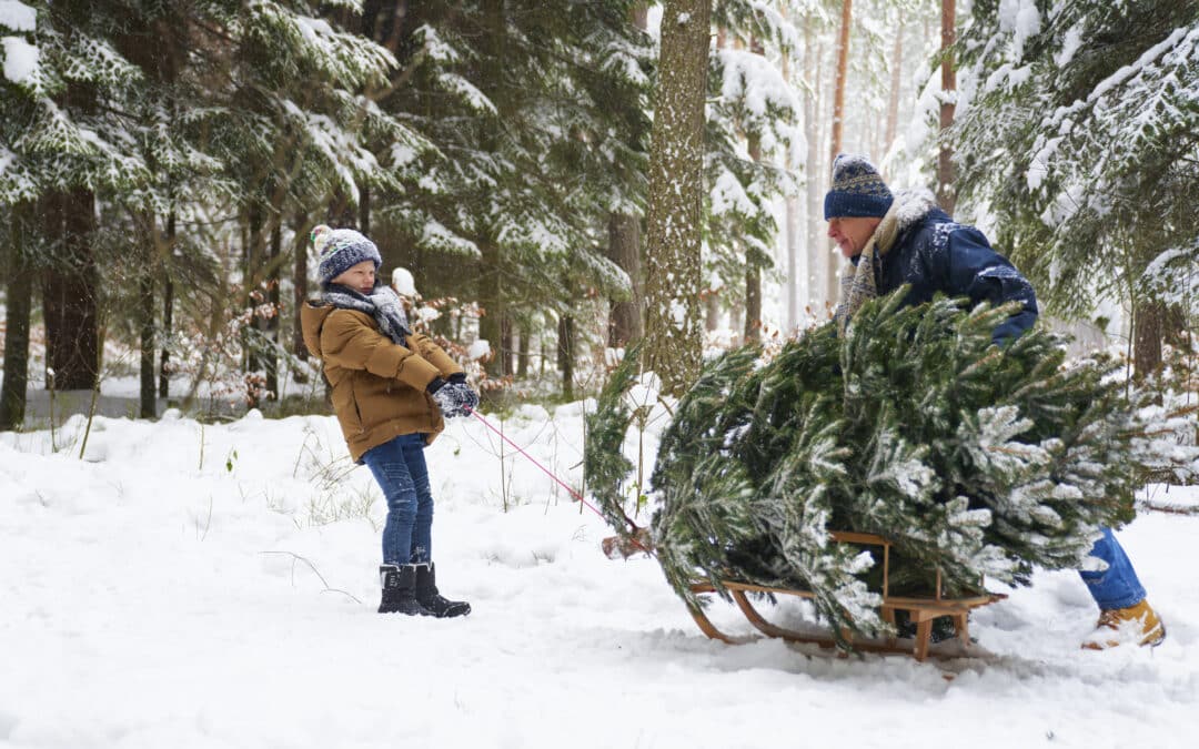 The Evergreen Tradition: A Brief History of the Christmas Tree