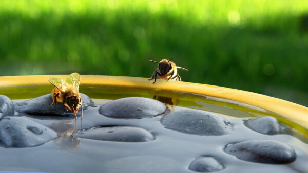 Bee & Butterfly bath with bees image