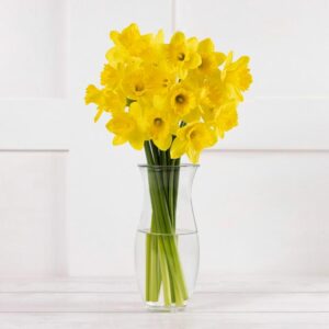 Bunched Daffodils