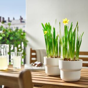 narcissus-potted-plant-assorted-narcissus