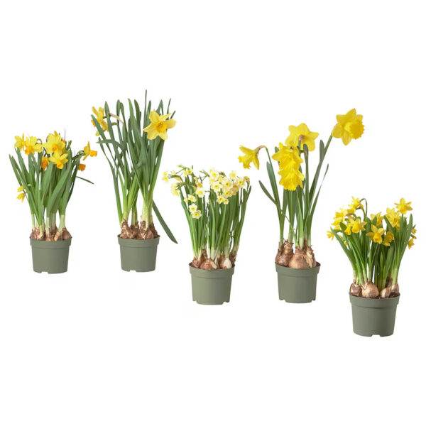 narcissus-potted-plant-group