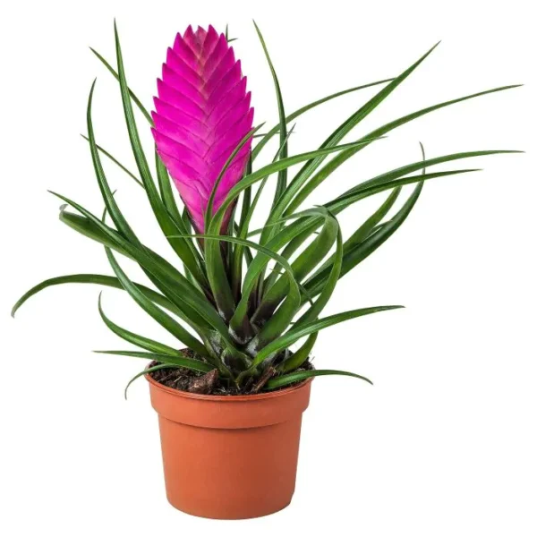 tillandsia-cyanea-potted-plant-bromelia