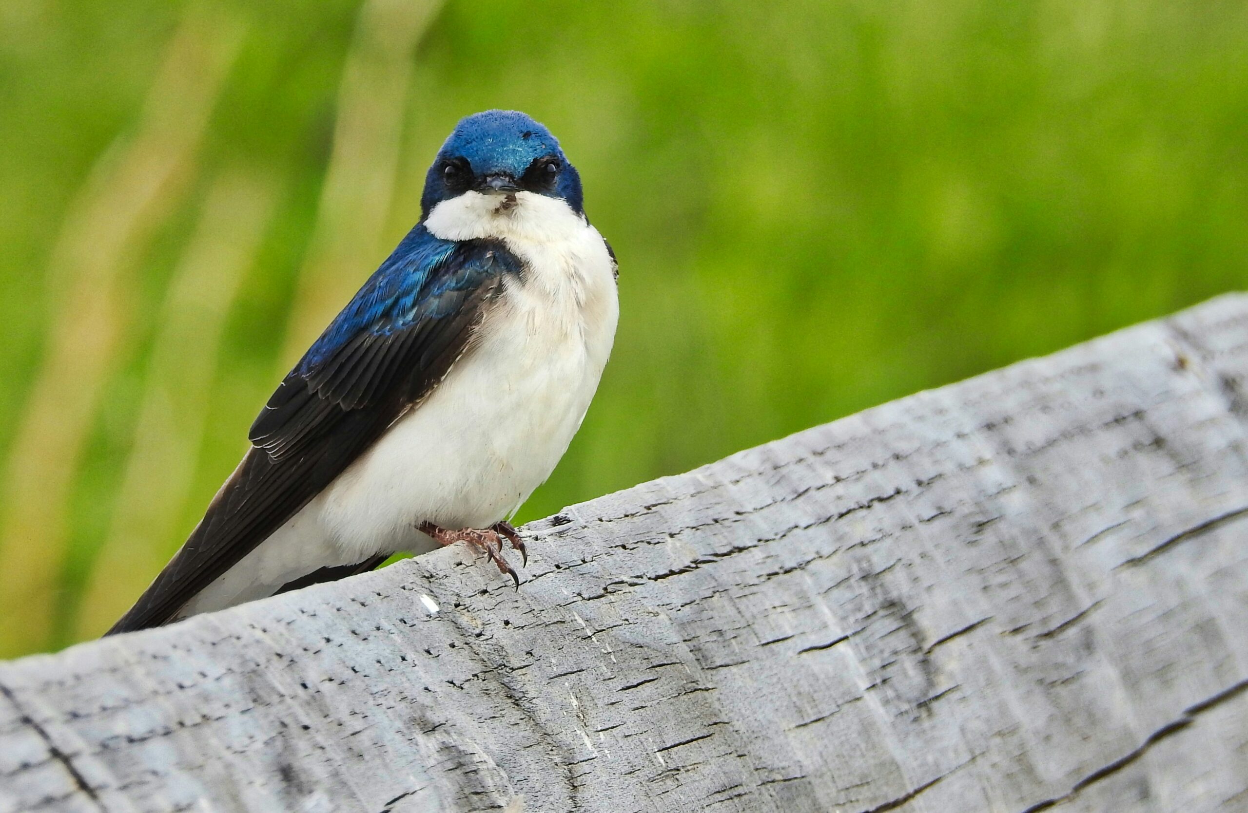 Garden Wildlife Blog post image