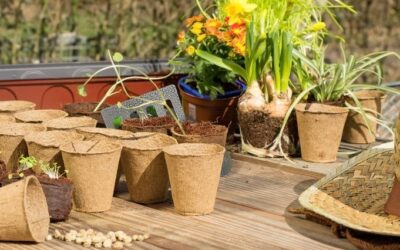 Embracing Eco-Friendly Gardening: The Benefits of Biodegradable Plant Pots